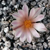 Aztekium Ritterii