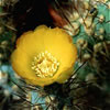 Tephrocactus Pseudo-rauppianus