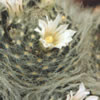 Mamillaria Aureilanata