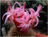 Submatucana Purpureoalba