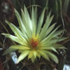 Leutchenbergia Principis