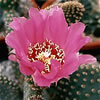 Opuntia Basilaris