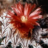 Parodia Yamparaezii