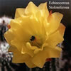 Echinocereus Stoloniferous