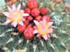 Oroya Peruviana