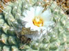 Strombocactus Disciformis