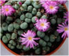 Conophytum Gratum