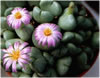 Conophytum Ernianum