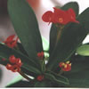 Euphorbia Millii