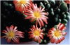 Conophytum Igniflorum